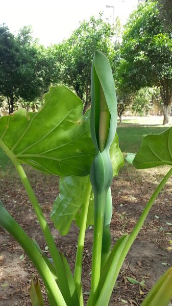 Fichier:Alocasiamacrorrhizos09.jpg