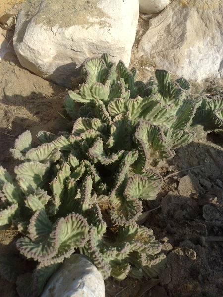 Fichier:Stapeliagigantea02.jpg