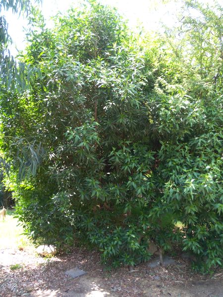 Fichier:Conocarpuslancifolius04.jpg