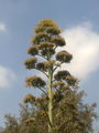 Agaveangustifolia05.jpg