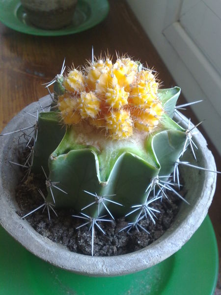 Fichier:Gymnocalyciummihanovichii02.jpg