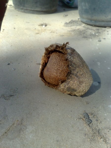 Fichier:Hyphaenethebaica01.jpg