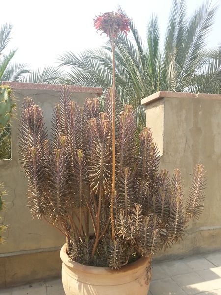 Fichier:Kalanchoedelagoensis08.jpg