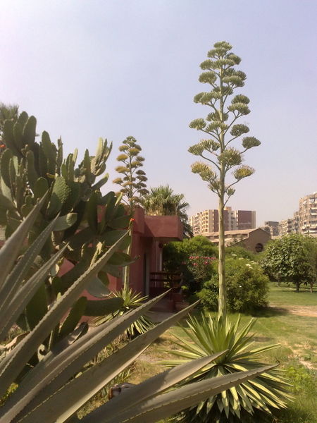 Fichier:Agaveangustifolia11.jpg