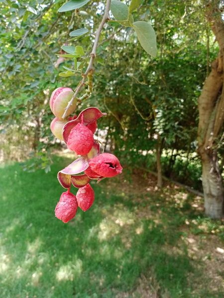 Fichier:Pithecellobiumdulce08.jpeg