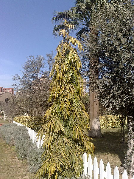 Fichier:Polyalthialongifolia02.jpg