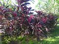 Cordylinefruticosa08.jpg