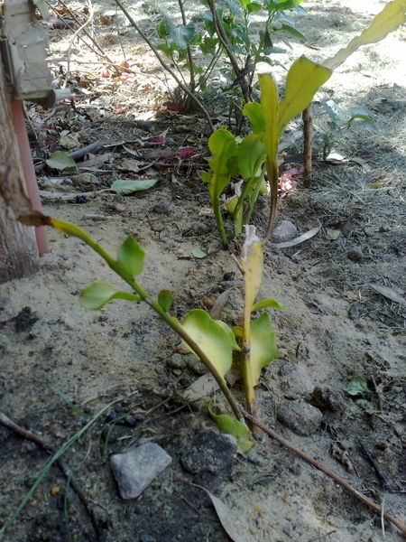 Fichier:Epiphyllumoxypetalum03.jpg